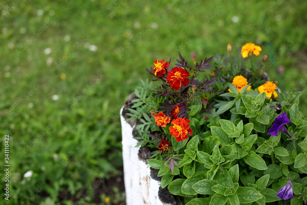 a small flower bed with marigolds and petunias a small flower bed with marigolds and petunias