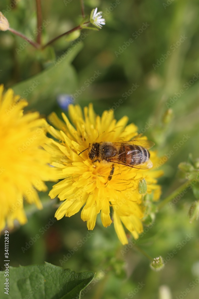 bee and dandelion in spring close up bee and dandelion in spring close up