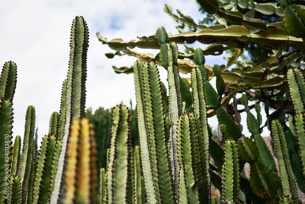 Close up of succulent green cactus at botanical garden Close up of succulent green cactus at botanical garden