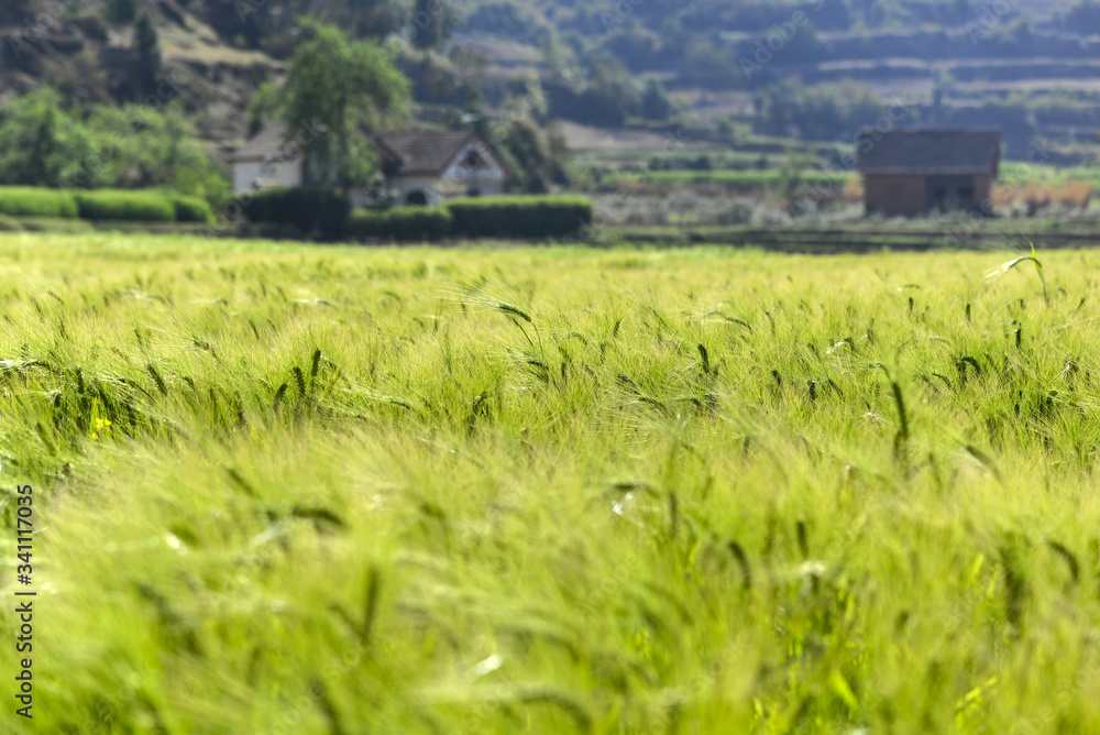 Terres cultivées dans les hautes-terres de Madagascar