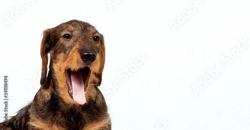 Картината върху платно Dachshund puppy yawns. Dog portrait