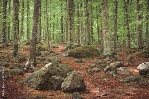 the forest in the autumn