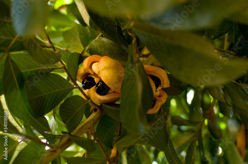 Ackee is the national fruit of Jamaica..