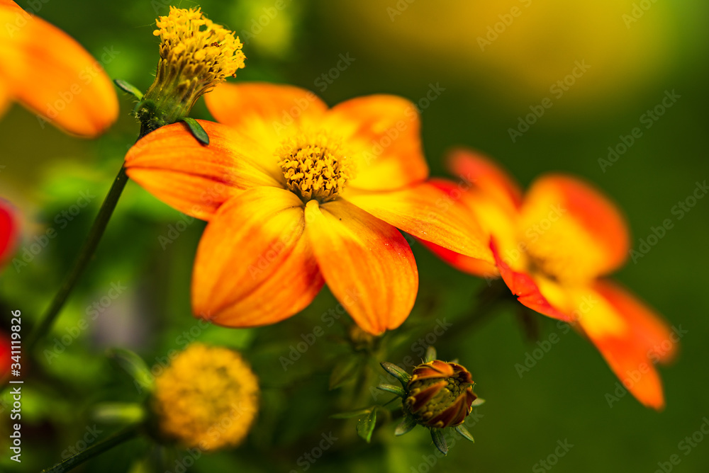 Beautiful orange flower in spring with green natural background. Detailed macro photography. Beautiful orange flower in spring with green natural background. Detailed macro photography.