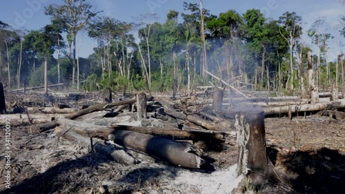 Amazon rainforest fire deforestation in Acre, Brazil. Trees burning and coal with forest in the background. Concept of ecology, conservation, environment, carbon footprint, co2 and climate change. photo