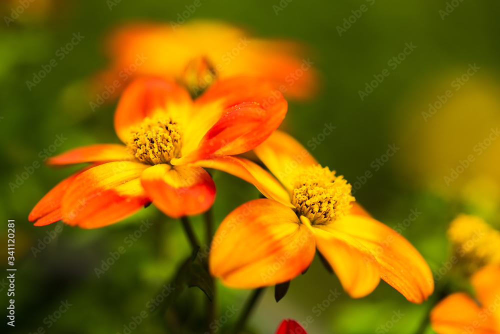 Beautiful orange flower in spring with green natural background. Detailed macro photography. Beautiful orange flower in spring with green natural background. Detailed macro photography.