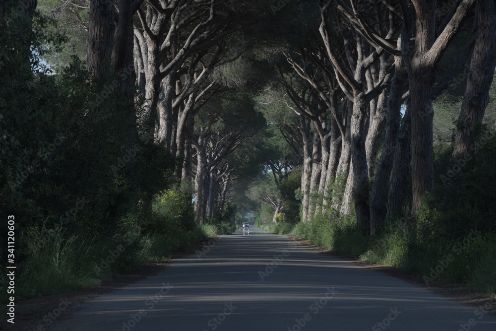 Obraz premium road in the forest