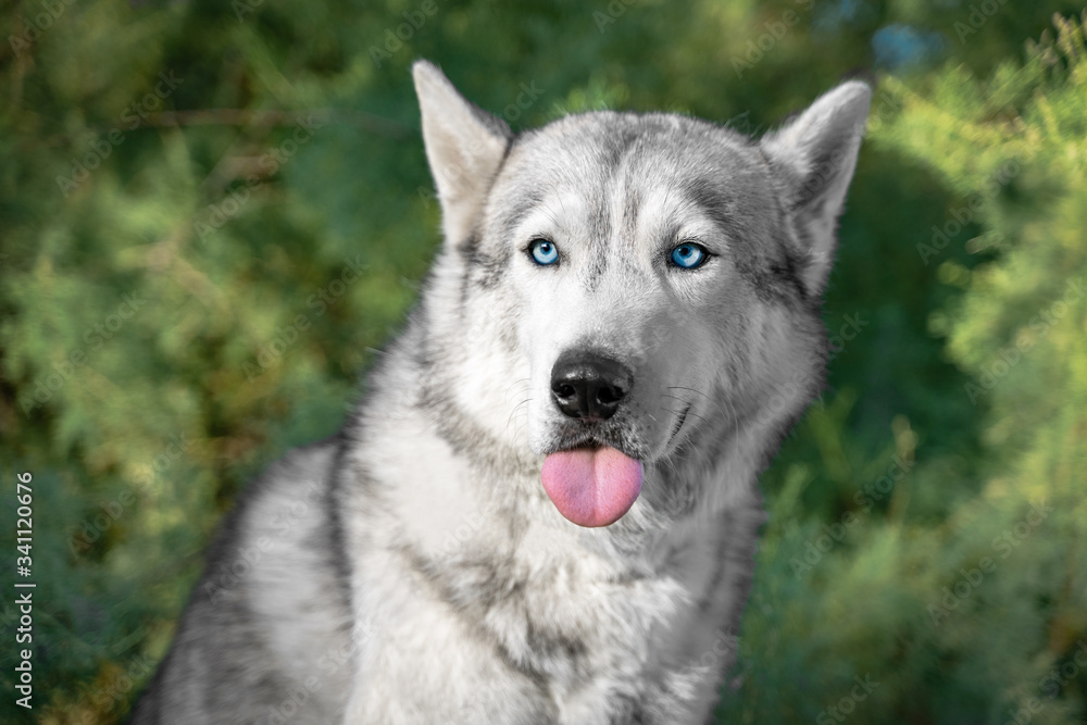 Portrait of funny Alaskan Malamute showing tongue on background of blurry trees. Strong and enduring sled dog for haul heavy freight is fooling around and making faces.