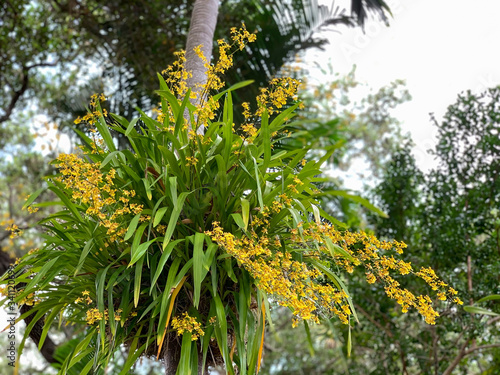 Large Dancing Lady, oncidium orchid growing naturally on a palm tree in Florida. photo