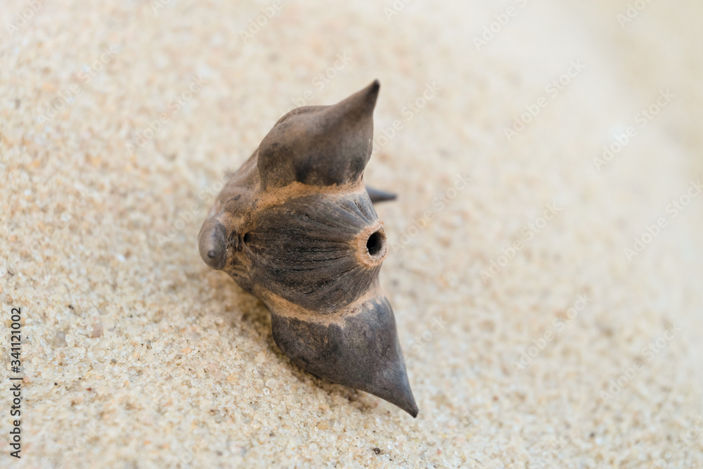 Fototapeta premium Water chestnut. Floating flyer or floating dumn nut chilim on sea sand. Selective focus.