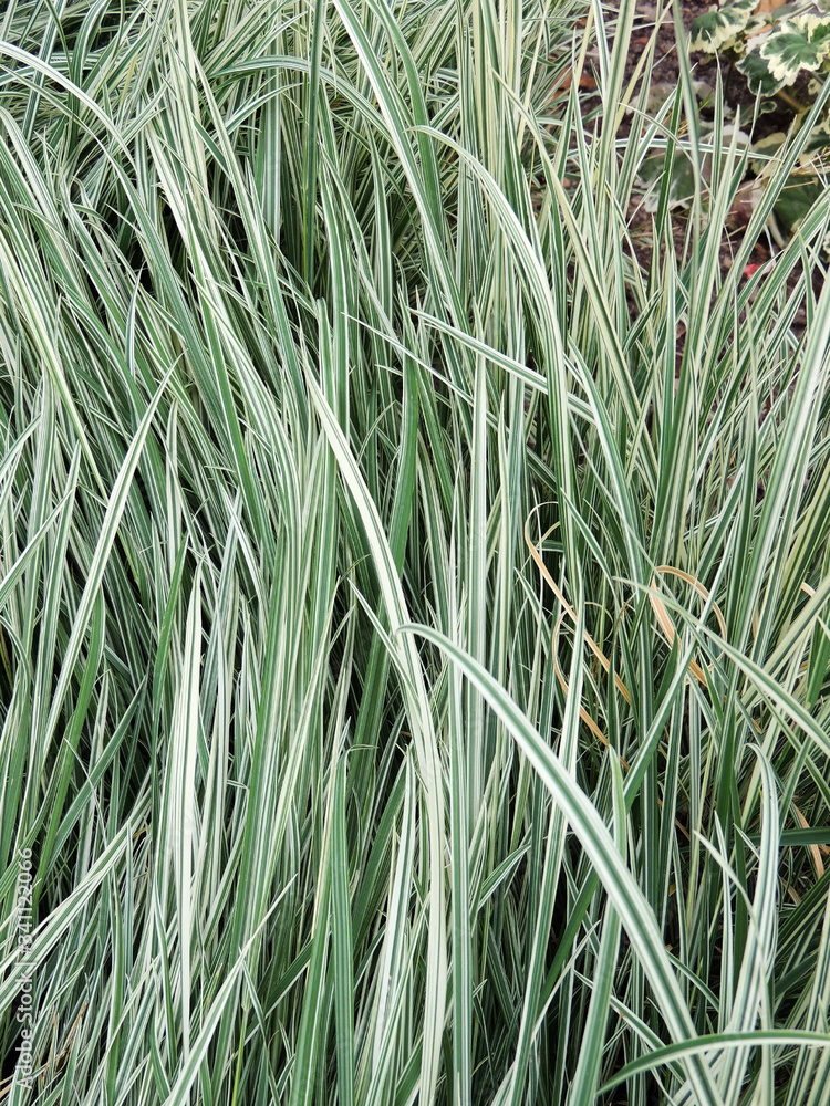 Obraz premium Variegated tuber oat grass. Background