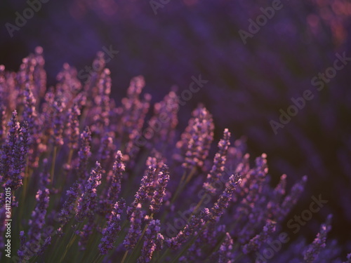 close up of lavender