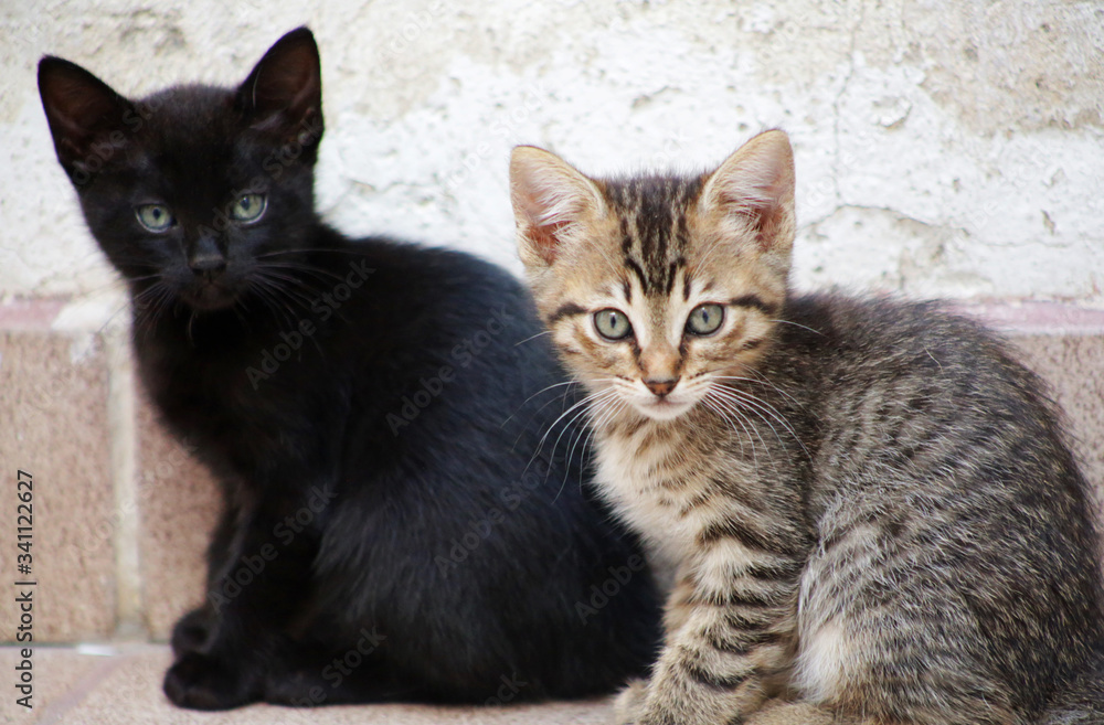 Black panther and tiger Kittens Black panther and tiger Kittens