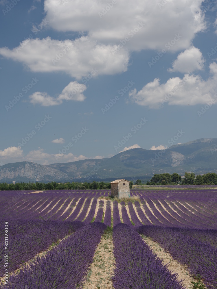 Obraz premium field of lavender