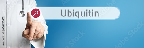 Ubiquitin. Doctor in smock points with his finger to a search box. The term Ubiquitin is in focus. Symbol for illness, health, medicine photo