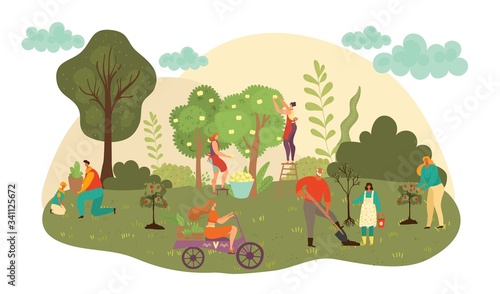 People work at autumn garden harvesting fruits crop and agriculture farming flat vector illustration. Farmers harvest fall fruits. People workers pick apples from trees in garden, caring for plants.