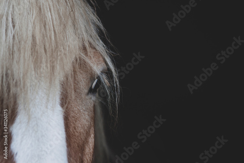 Portrait of horse standing in a horse farm pane