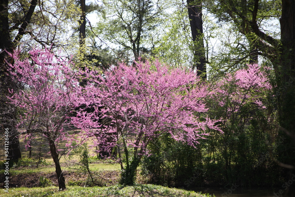 pink cherry blossom