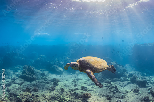 Green sea turtle swimming over coral reef on sunny day in clear blue ocean