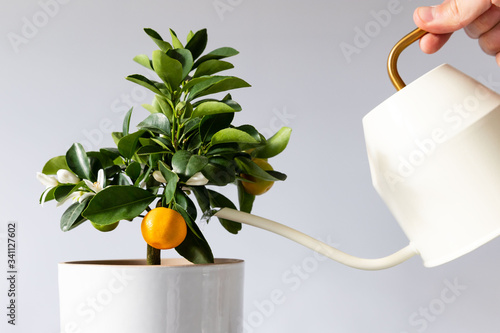 Obraz na plátně Man watering potted houseplant Citrus calamondin using a elegant white metallic watering can with long thin spout, yellow thin circular handle, white background