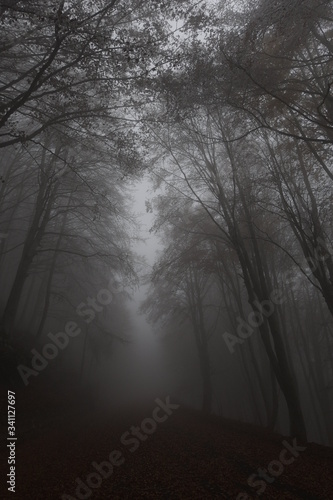 fog in the forest