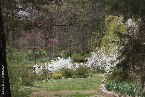 sheep in the forest
