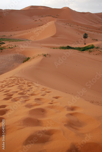 Early Morning Sunrise In The Sahara Desert