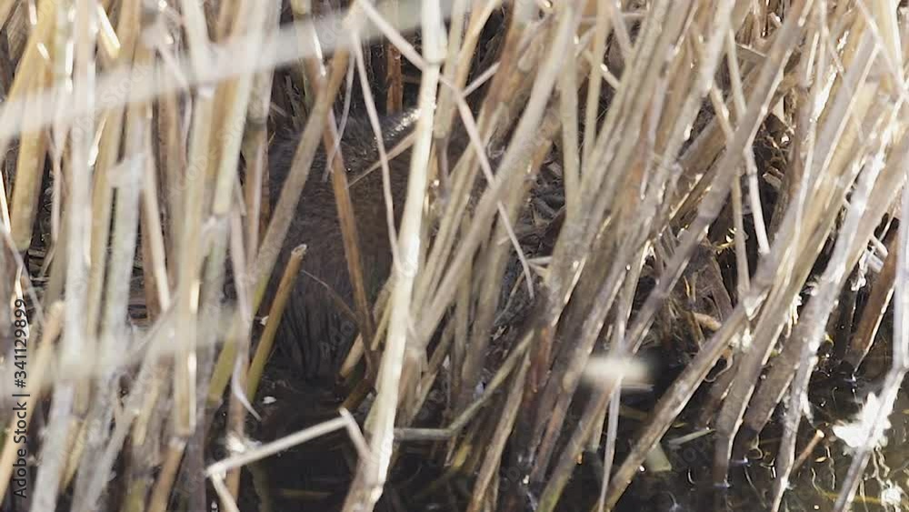 rare, endangered, wild British watervole at a feeding station rare, endangered, wild British watervole at a feeding station