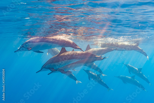 Fotografia Pod of dolphins swimming near surface of clear blue ocean
