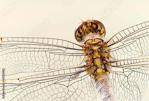 close up of dragonfly from above showing wing details