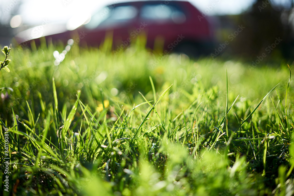 Closeup of a grass in the city meadow with a car in the background.
