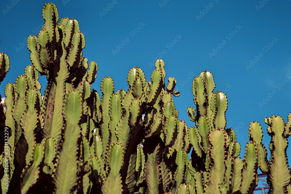 Densely planted prickly cacti in the wild. A desert plant. Densely planted prickly cacti in the wild. A desert plant.