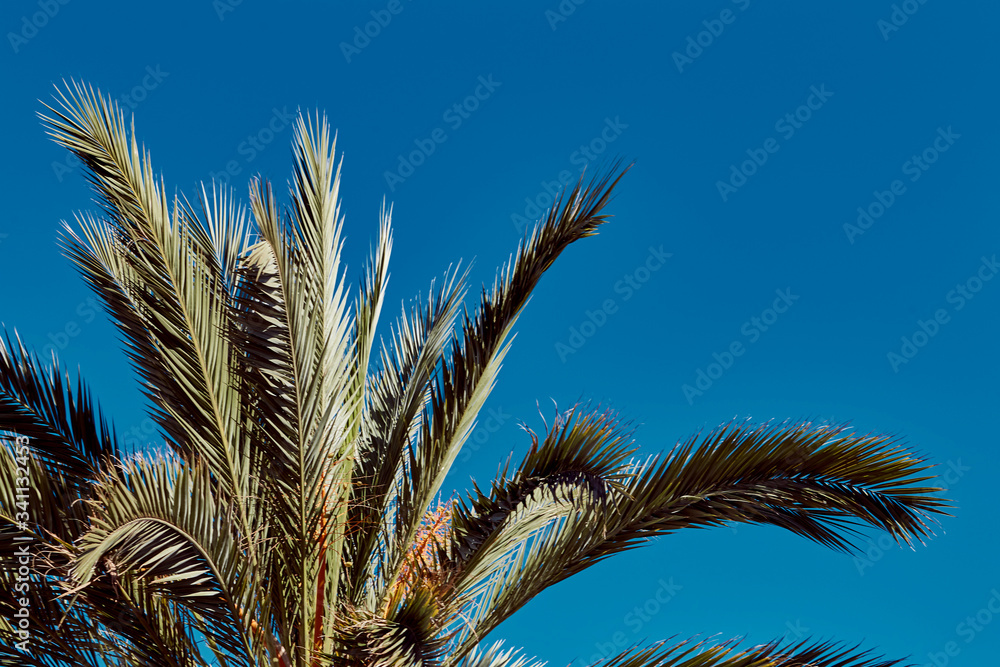 In the lower left corner of the palm branches with thin leaves. In the right upper corner of the copy space. In the lower left corner of the palm branches with thin leaves. In the right upper corner of the copy space.