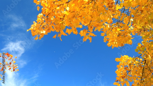 아름다운 가을 단풍과 하늘