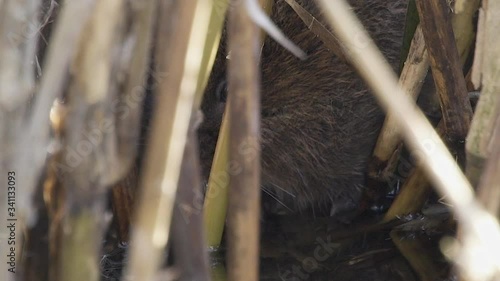 rare, endangered, wild British watervole at a feeding station