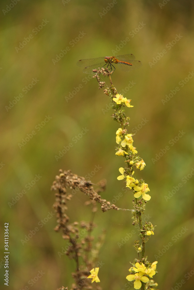 dragonfly on yellow flower dragonfly on yellow flower