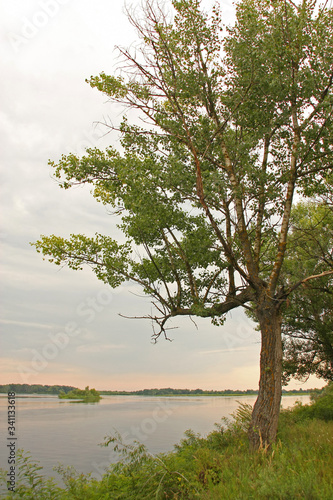 Fototapeta Naklejka Na Ścianę i Meble -  tree on the lake