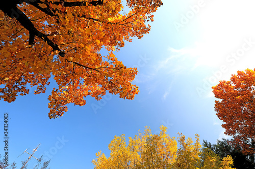 아름다운 가을 단풍과 하늘