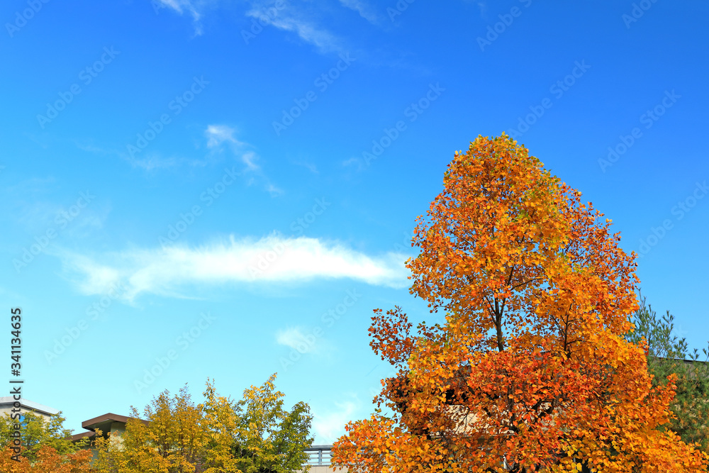 Fototapeta premium 아름다운 가을 단풍과 하늘