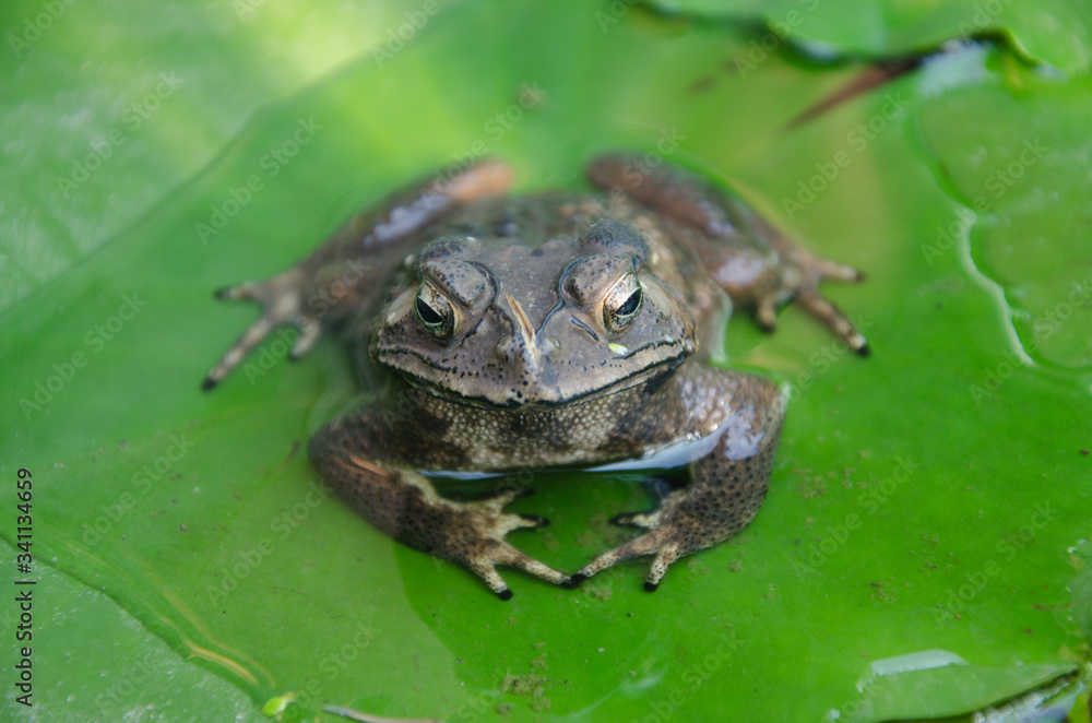 Beautiful toad in water on green leaf Beautiful toad in water on green leaf