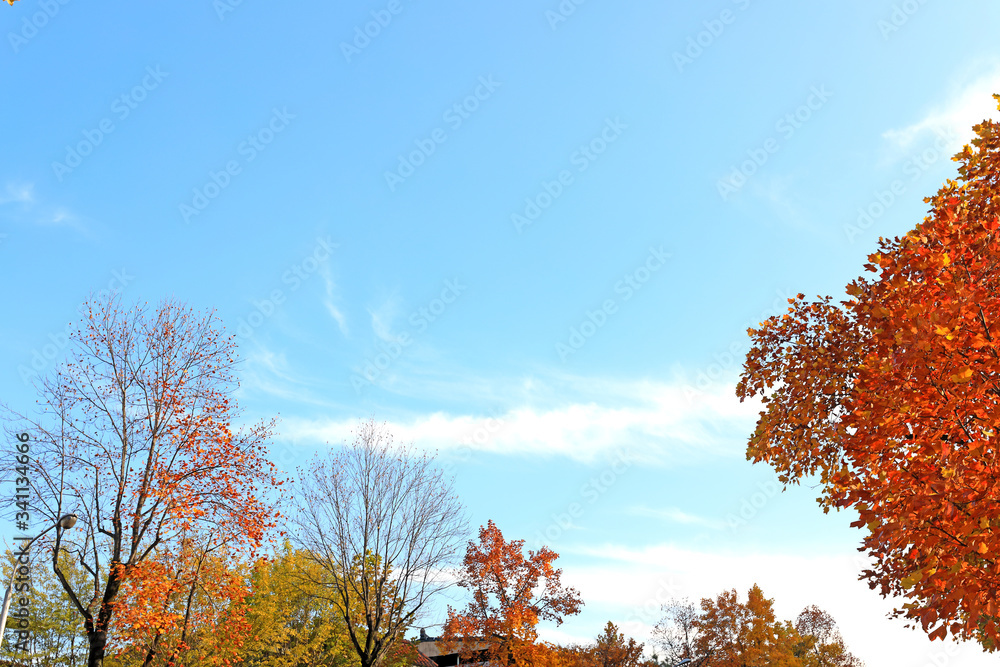 아름다운 가을 단풍과 하늘