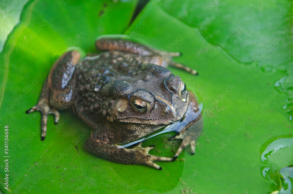 Bright eye of ugly toad in the wtaer on green leaf Bright eye of ugly toad in the wtaer on green leaf