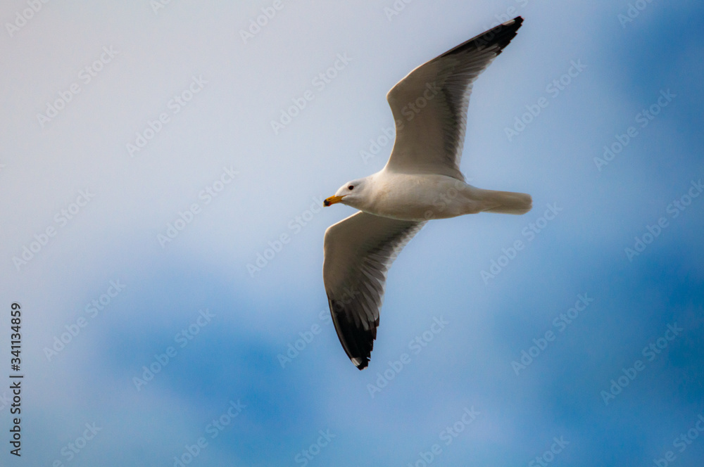 Obraz premium Seagull, blue sky