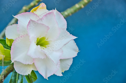 Sweet petals of  desert rose flowers photo