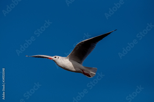 Seagull  blue sky
