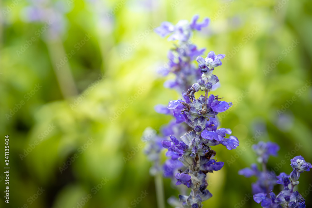 The background image of the colorful flowers The background image of the colorful flowers