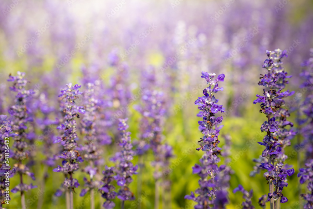 The background image of the colorful flowers The background image of the colorful flowers