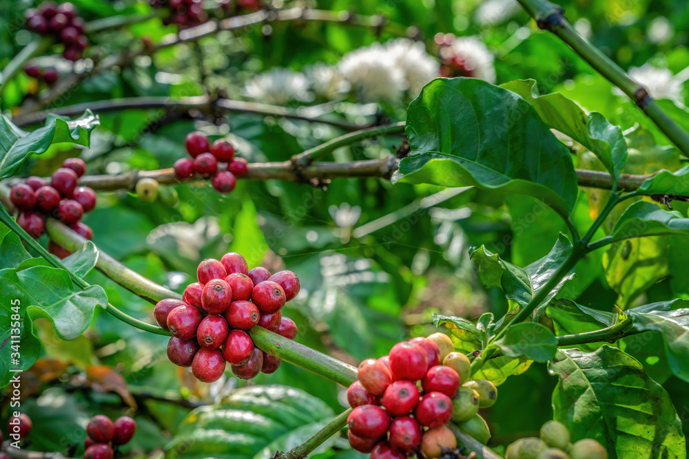 Arabica and Robusta tree in Coffee plantation, Buon Me Thuot or Buon Ma Thuot, Dak Lak, Vietnam. Arabica and Robusta tree in Coffee plantation, Buon Me Thuot or Buon Ma Thuot, Dak Lak, Vietnam.