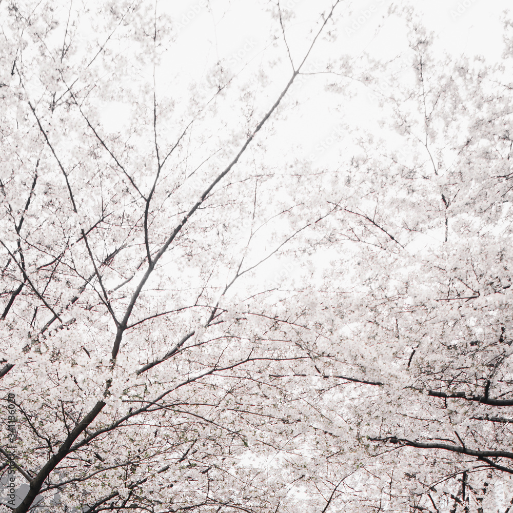 Cherry blossom in Japan