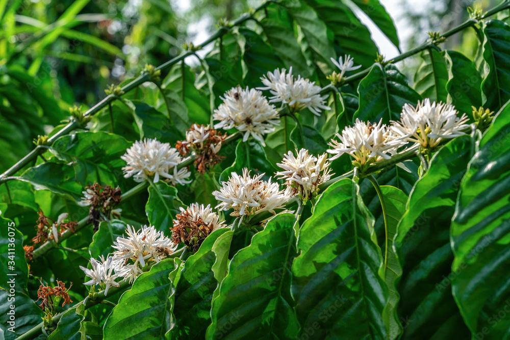 Flower of arabica and Robusta tree in Coffee plantation, Buon Me Thuot or Buon Ma Thuot, Dak Lak, Vietnam. Flower of arabica and Robusta tree in Coffee plantation, Buon Me Thuot or Buon Ma Thuot, Dak Lak, Vietnam.